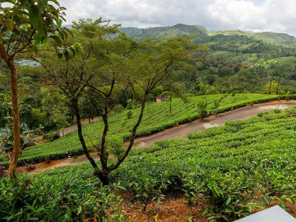 Tea garden walk near Zen Garden Vagamon